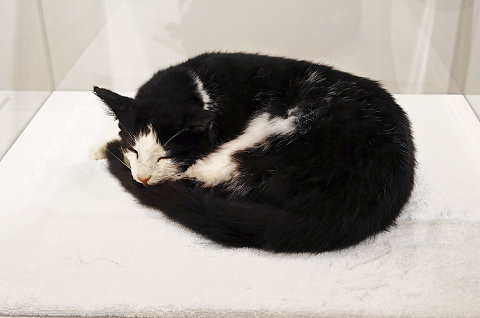 «Ne réveillez pas le chat qui dort». © Luzia Hürzeler