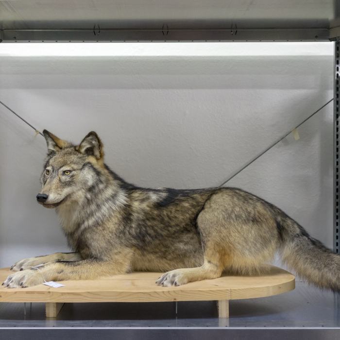 Louve F22 au dépôt du Musée de la nature du Valais © Luzia Hürzeler